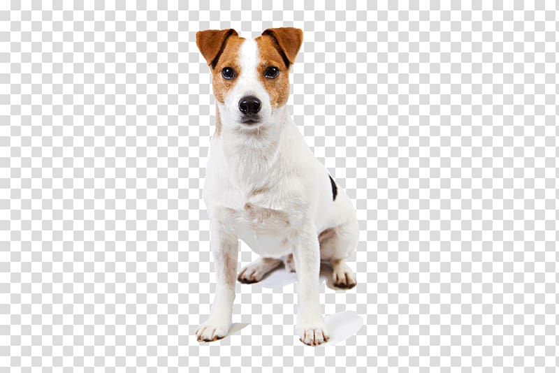 Jack Russell Terrier Parson Russell Terrier Harrier Smooth Fox Terrier, jack transparent background PNG clipart