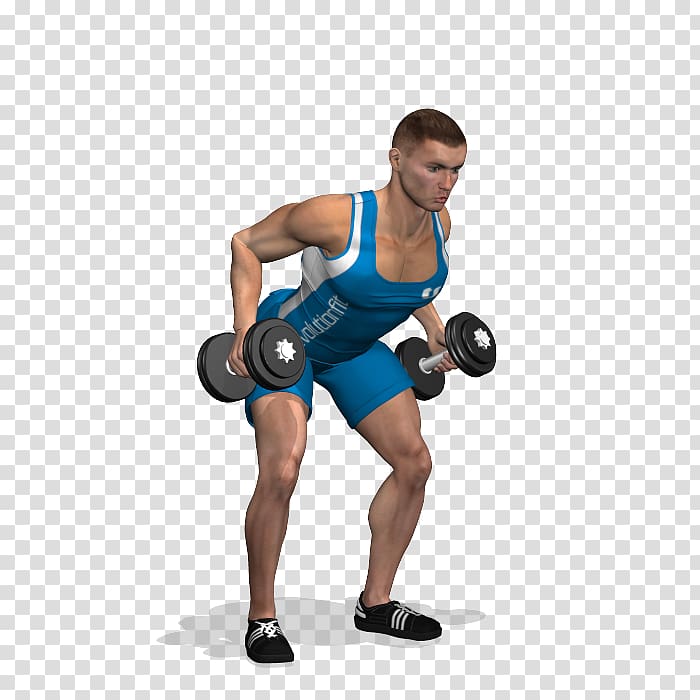 Weight training Latissimus dorsi muscle Exercise Bodybuilding, dumbbell row transparent background PNG clipart