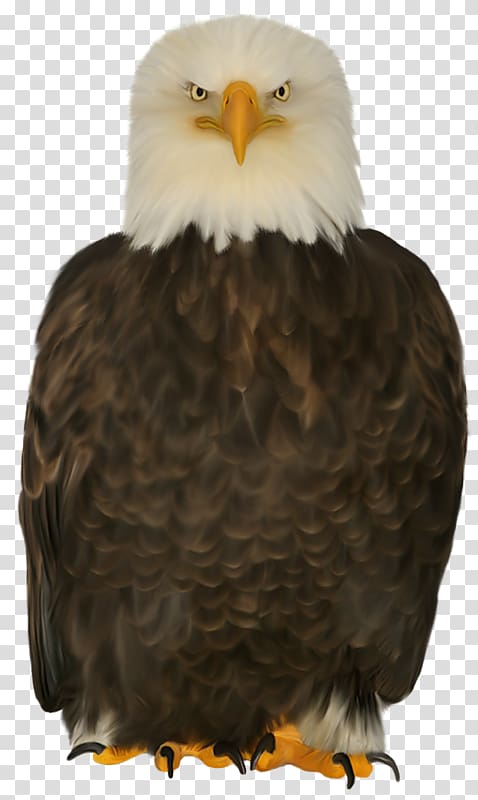 The head of an eagle on a transparent background. by PRUSSIAART on