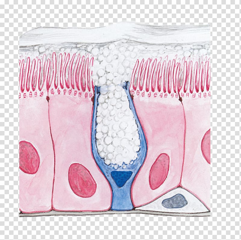 Respiratory epithelium Respiratory tract Goblet cell Trachea Respiratory system, nose transparent background PNG clipart