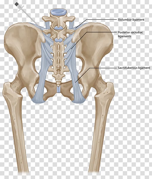 Hip Sacroiliac joint dysfunction Posterior sacroiliac ligament Iliolumbar ligament, ligament transparent background PNG clipart