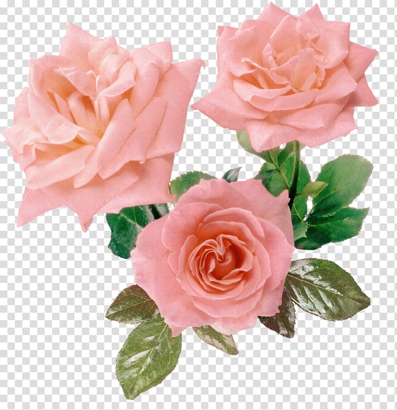 Rosa gallica Flower Pink Purple, Flower beautiful flower ,Pink Roses transparent background PNG clipart