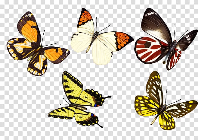 Monarch butterfly , butterfly transparent background PNG clipart