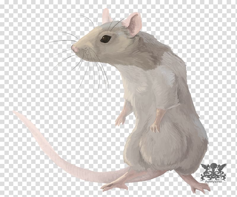 Rat Chinese zodiac Astrological sign Horoscope, rat transparent background PNG clipart