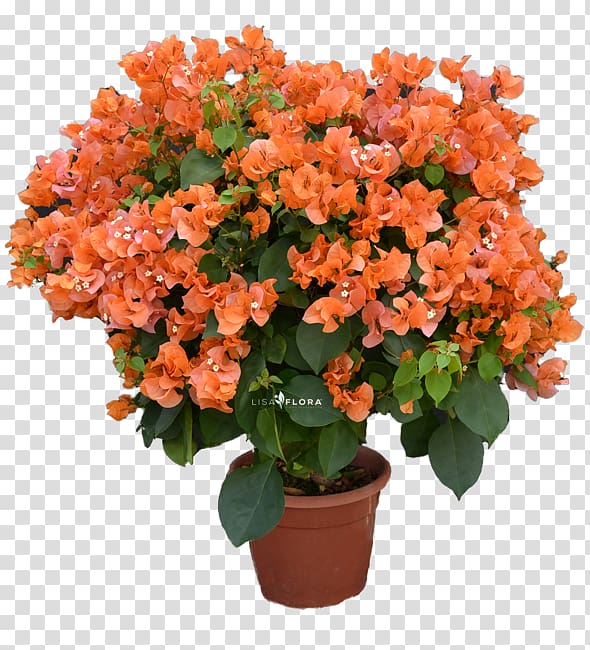 Cut flowers Flowerpot Houseplant Shrub Flowering plant, impatiens transparent background PNG clipart