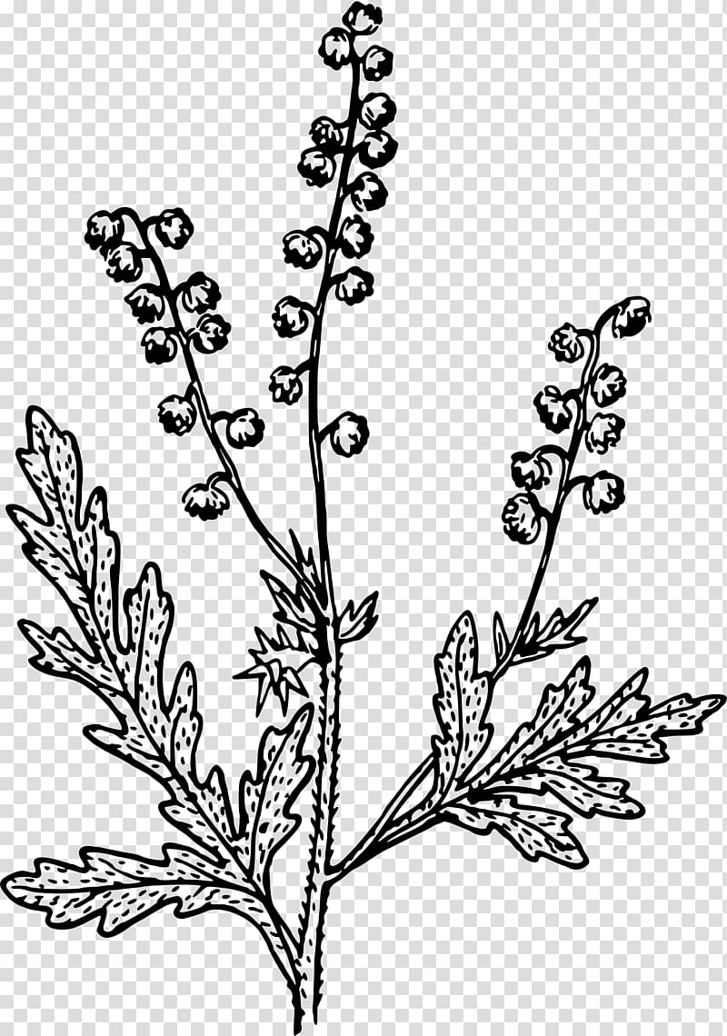 Computer Icons Nordens flora , Ragweed transparent background PNG clipart
