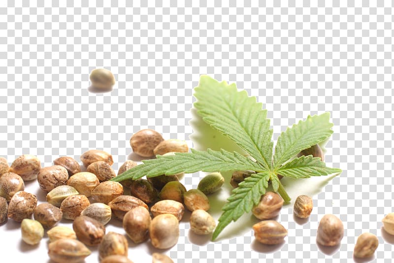 Hemp milk Hemp oil Cannabis sativa, cannabis transparent background PNG clipart