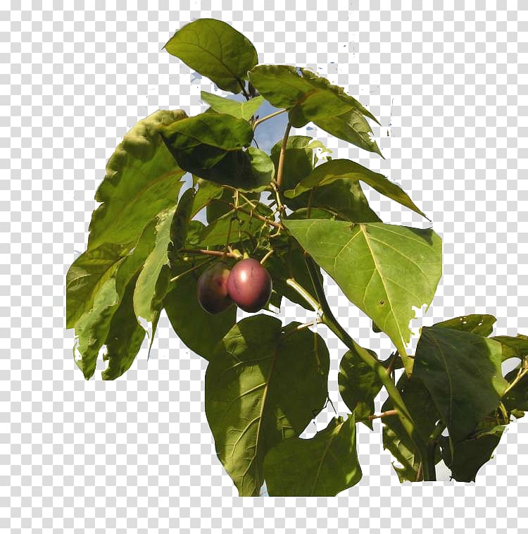 Tamarillo Tree of 40 Fruit Tomato Plant, tree transparent background PNG clipart