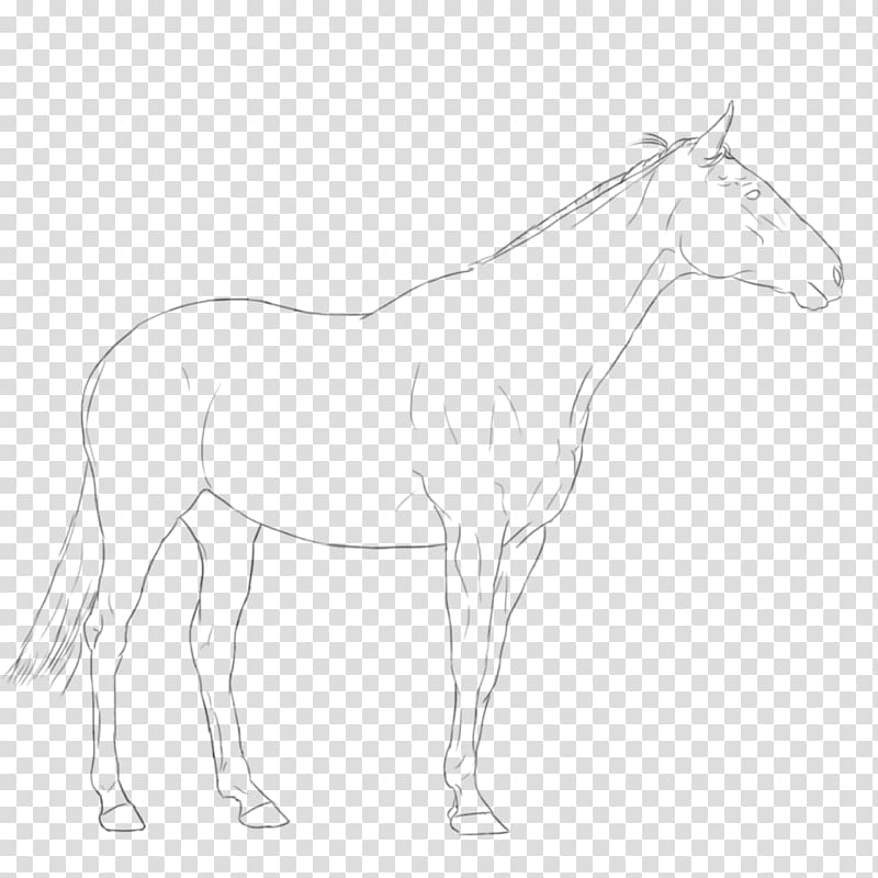 Mule Foal Stallion Bridle Colt, warmblood transparent background PNG clipart