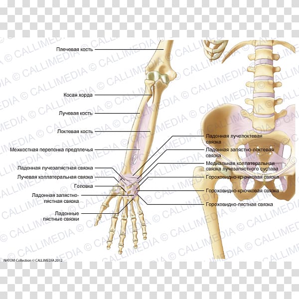 Ligament Forearm Elbow Hand Anatomy, Blitum Capitatum transparent background PNG clipart