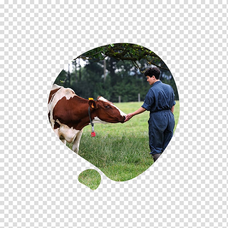 Cattle Candia (bahin nga lungsod) Lago di Candia Milk Pasture, milk transparent background PNG clipart