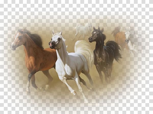 Algeria Horse Painting Painter Art, horse western transparent background PNG clipart
