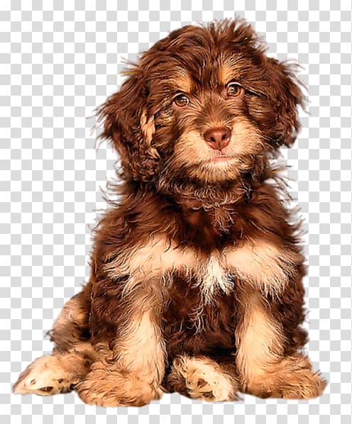 Cockapoo Goldendoodle Puppy Cavapoo Schnoodle, puppy transparent background PNG clipart