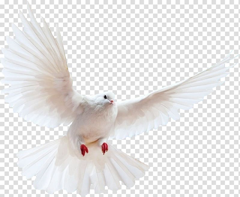 white flying dove, Domestic pigeon Columbidae Bird, Flying Bird Background transparent background PNG clipart