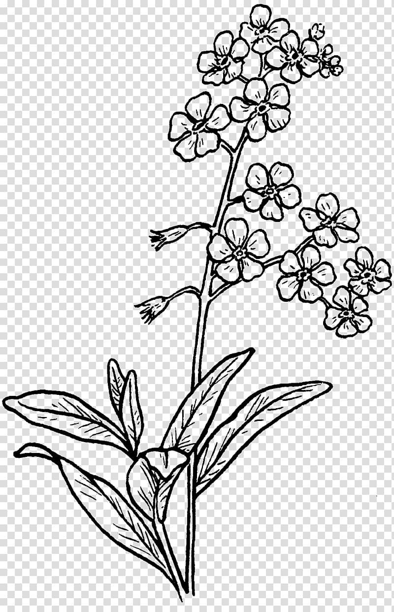 Forget Me Not Flower Stock Illustrations, Cliparts and Royalty Free Forget  Me Not Flower Vectors