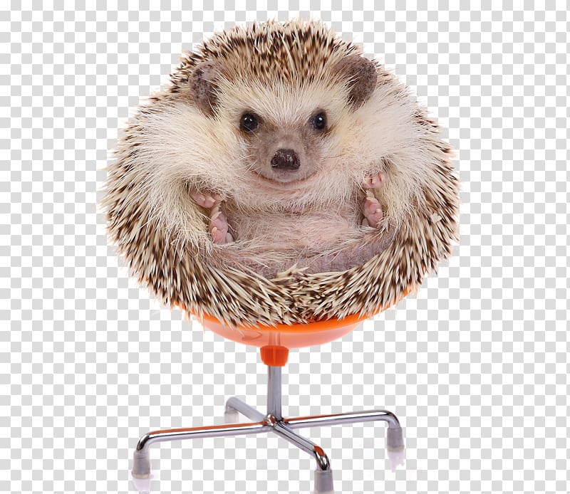 European Hedgehog Four-toed hedgehog Domesticated hedgehog, hedgehog transparent background PNG clipart