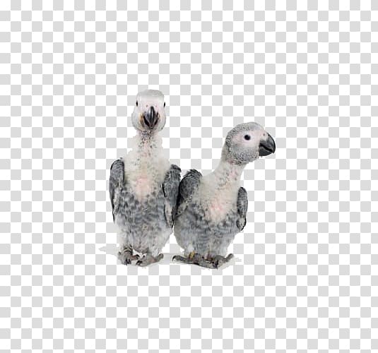 Grey parrot Bird Timneh parrot African Greys, African Grey transparent background PNG clipart