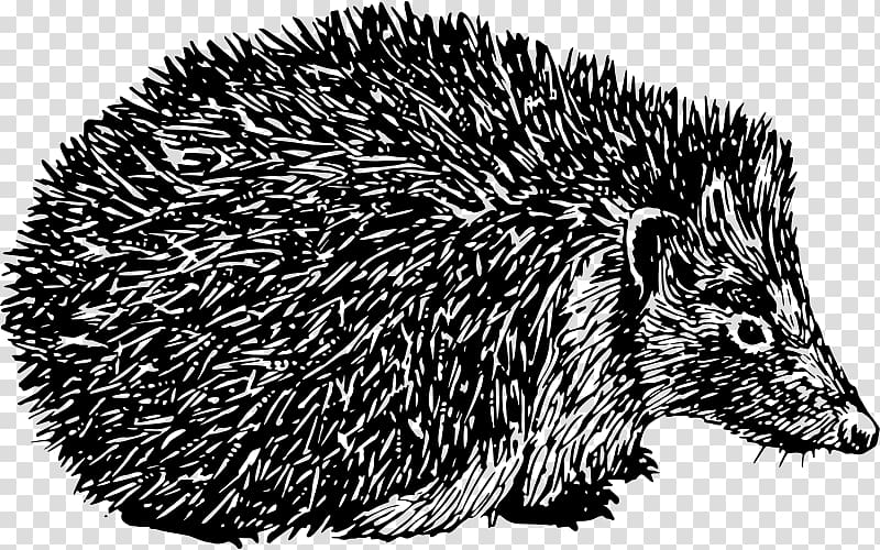 Domesticated hedgehog Porcupine Spine , hedgehog transparent background PNG clipart