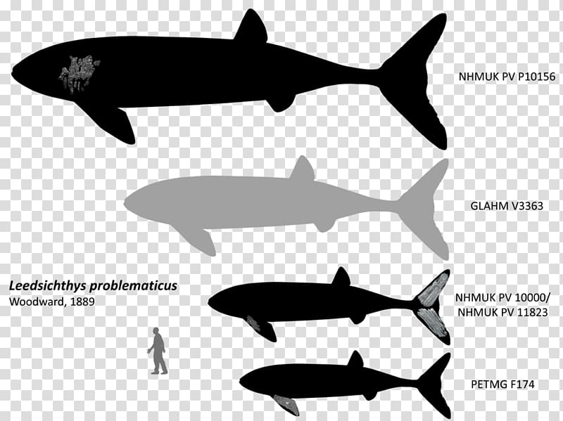 Leedsichthys Bony fishes Whale Liopleurodon Pliosaurus, whale transparent background PNG clipart