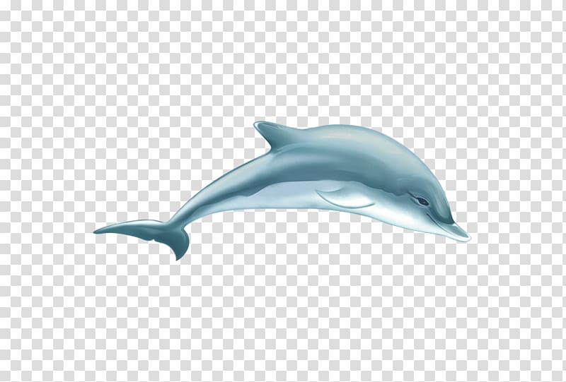 Common bottlenose dolphin Tucuxi Short-beaked common dolphin Wholphin Porpoise, Dolphin Creative transparent background PNG clipart
