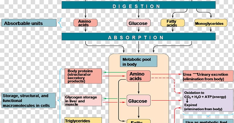 Nutrient Metabolism Carbohydrate Metabolic pathway Fatty acid, pathway transparent background PNG clipart