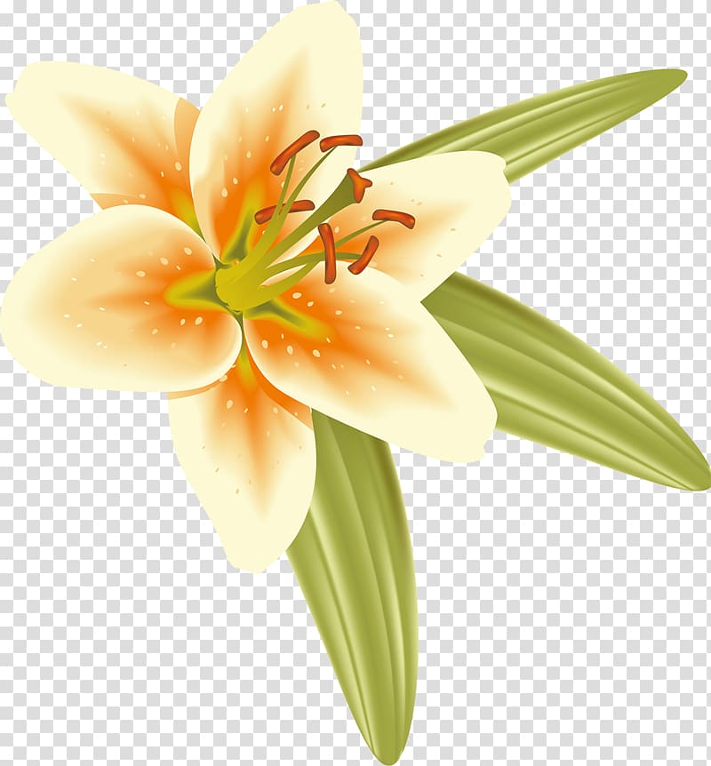 Cut flowers Liliaceae Daylily Plant, lilly transparent background PNG clipart
