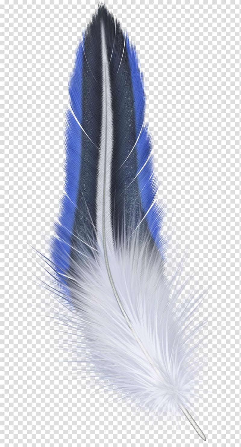 Bird Feather , feather transparent background PNG clipart