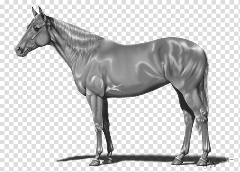 Canadian Triple Crown of Thoroughbred Racing American Quarter Horse Stallion Horse blanket, thoroughbred transparent background PNG clipart