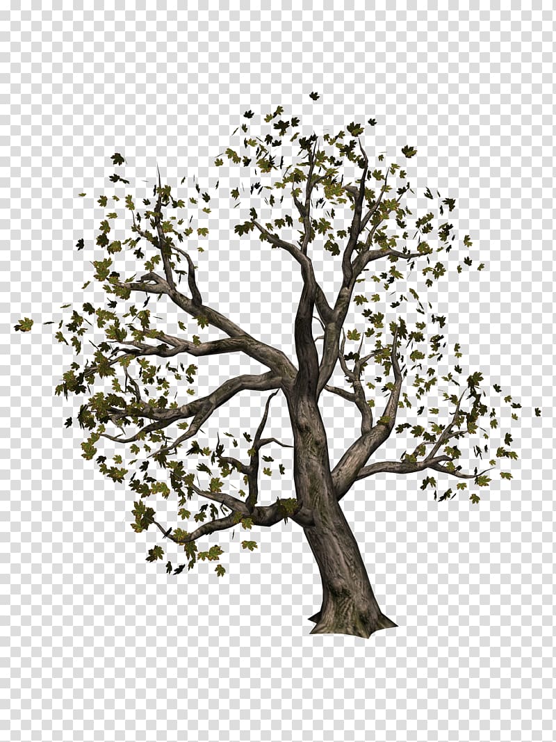 Tree Information , tree transparent background PNG clipart