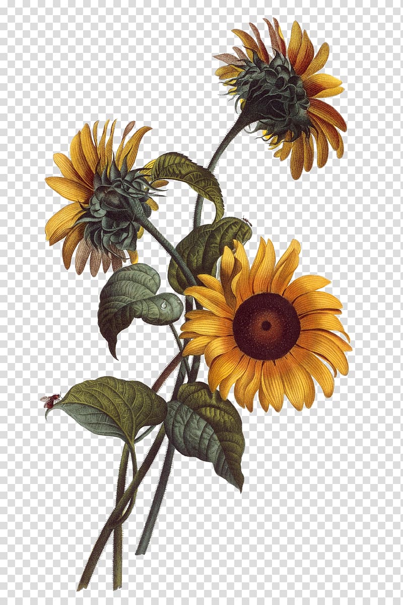 three yellow sunflowers , Common sunflower Watercolor painting Drawing Botanical illustration Illustration, Hand painted sunflower transparent background PNG clipart