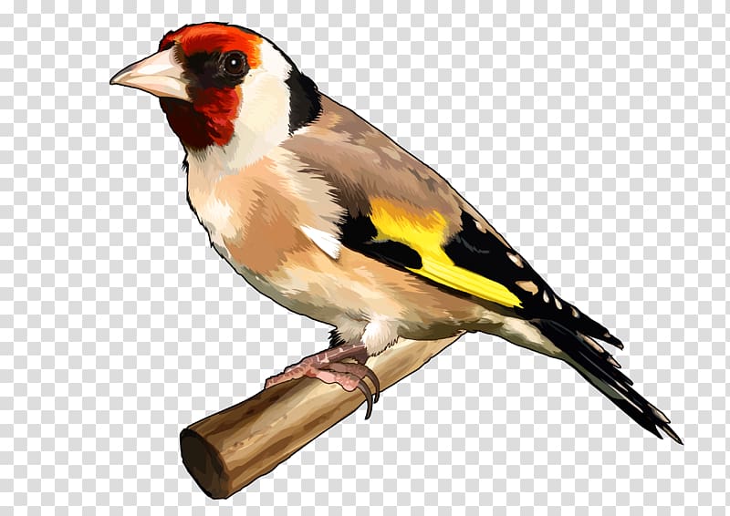 Bird The Goldfinch European goldfinch Finches Drawing, Bird transparent background PNG clipart