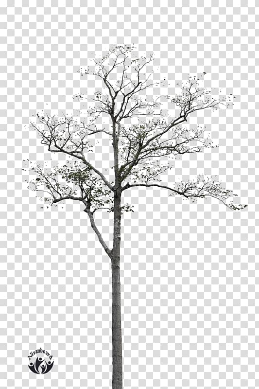 Twig Black and white Tree, tree transparent background PNG clipart