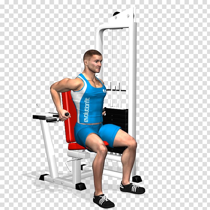 Weight training Exercise Biceps Strength training Triceps brachii muscle, barbell transparent background PNG clipart