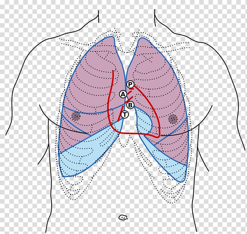 Gray\'s Anatomy Thorax Surface anatomy Human body, blue stethoscope transparent background PNG clipart