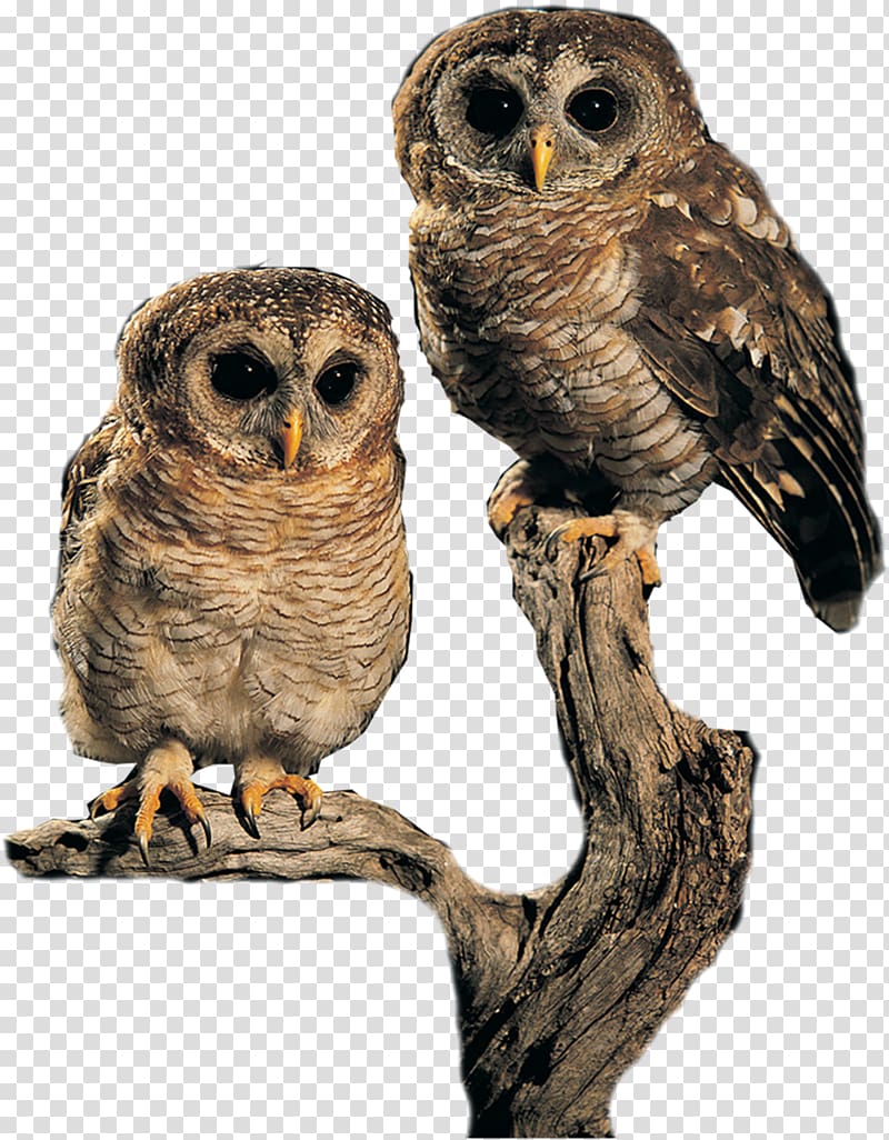 Owl Bird , owl transparent background PNG clipart