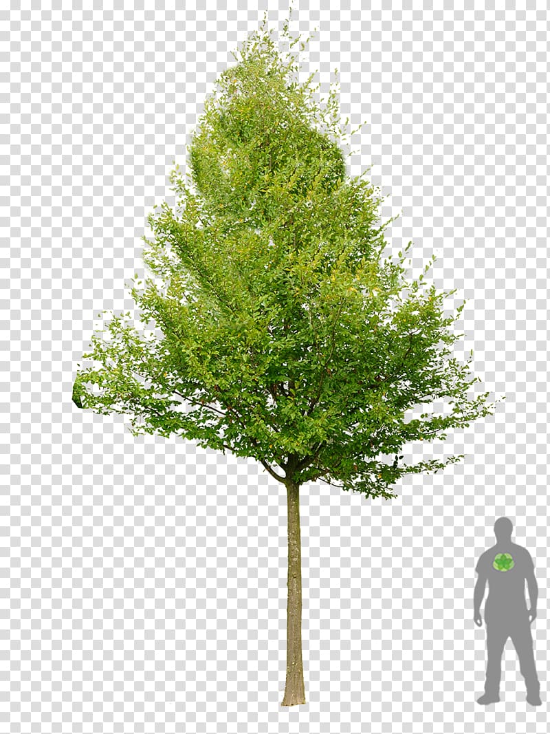 Larch Carpinus betulus Broad-leaved tree Prince of Orange Geranium, bonsai transparent background PNG clipart