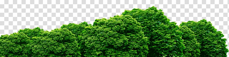 a green bush transparent background PNG clipart