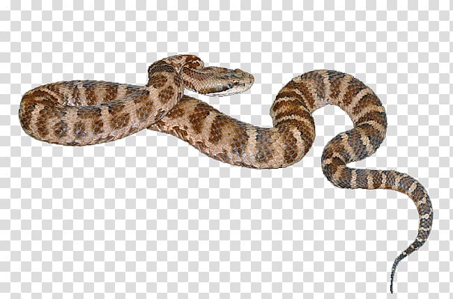 Rattlesnake Vipers Venomous snake Agkistrodon, Yellow spots snakes transparent background PNG clipart