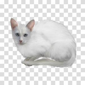 Thai Cat Transparent Background Png Cliparts Free Download Hiclipart