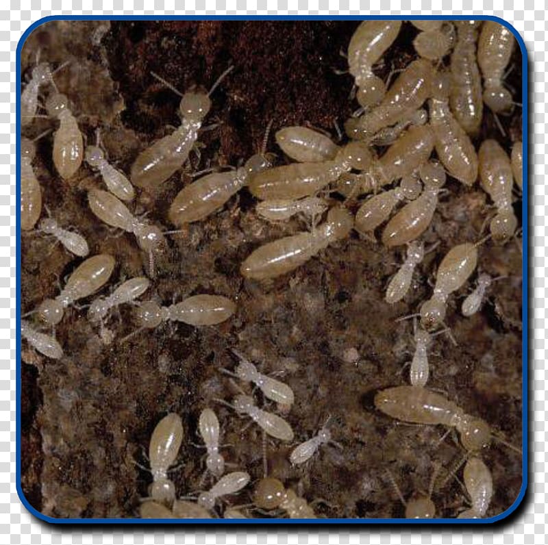 Eastern subterranean termite Reticulitermes lucifugus Pest Control Les termites, pest transparent background PNG clipart
