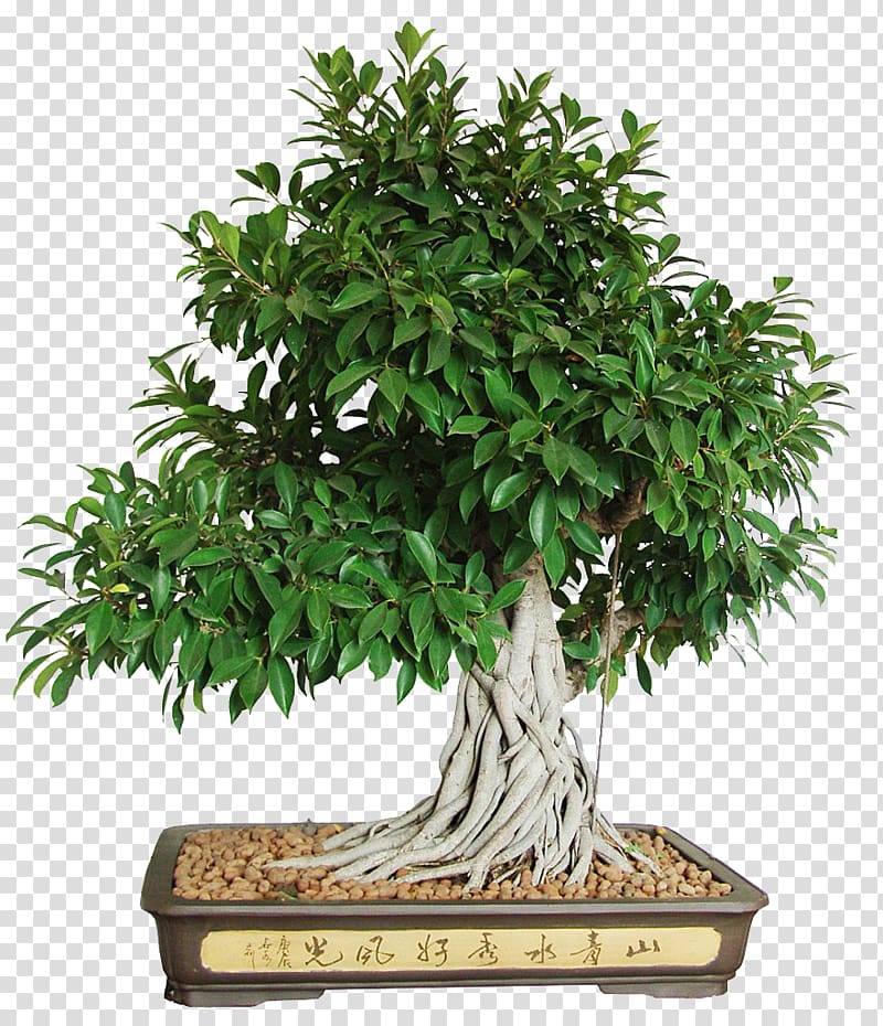 bonsai tree transparent background PNG clipart