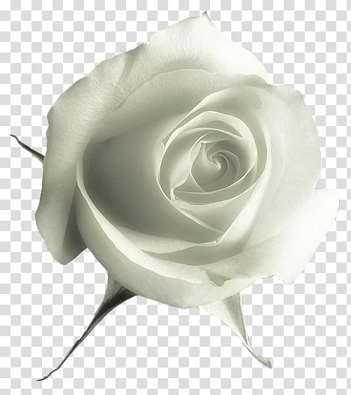 Garden roses Flower , White Rose transparent background PNG clipart