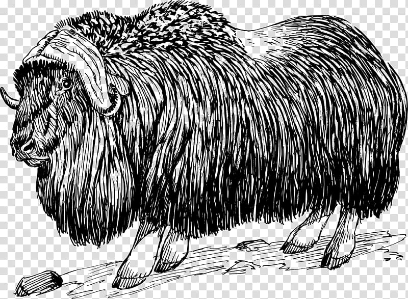 Muskox , ox transparent background PNG clipart
