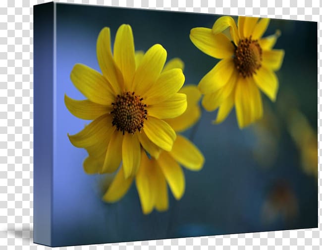 Macro Wildflower, gold mountain transparent background PNG clipart