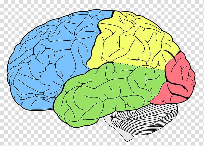 Lobes of the brain Frontal lobe Temporal lobe Parietal lobe, Brain transparent background PNG clipart