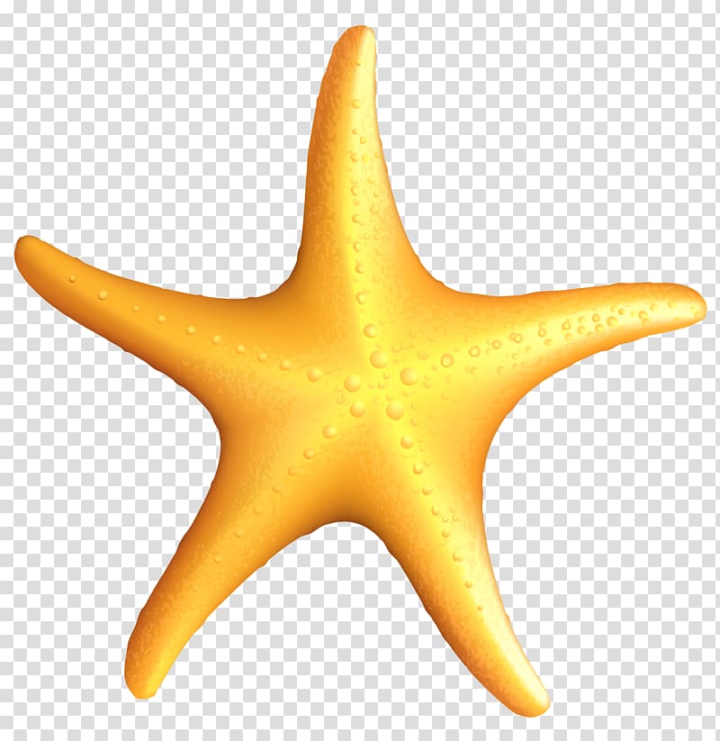 Starfish , Starfish transparent background PNG clipart