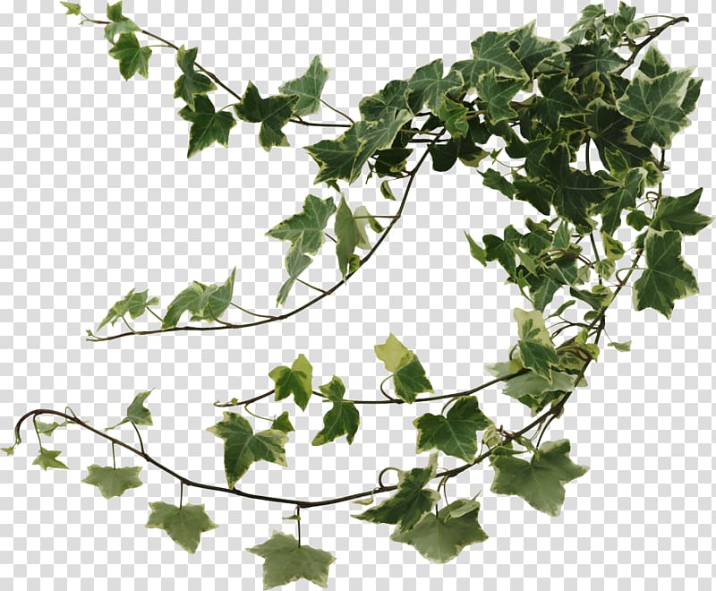 Common ivy Houseplant Plants Portable Network Graphics Vine, plants transparent background PNG clipart