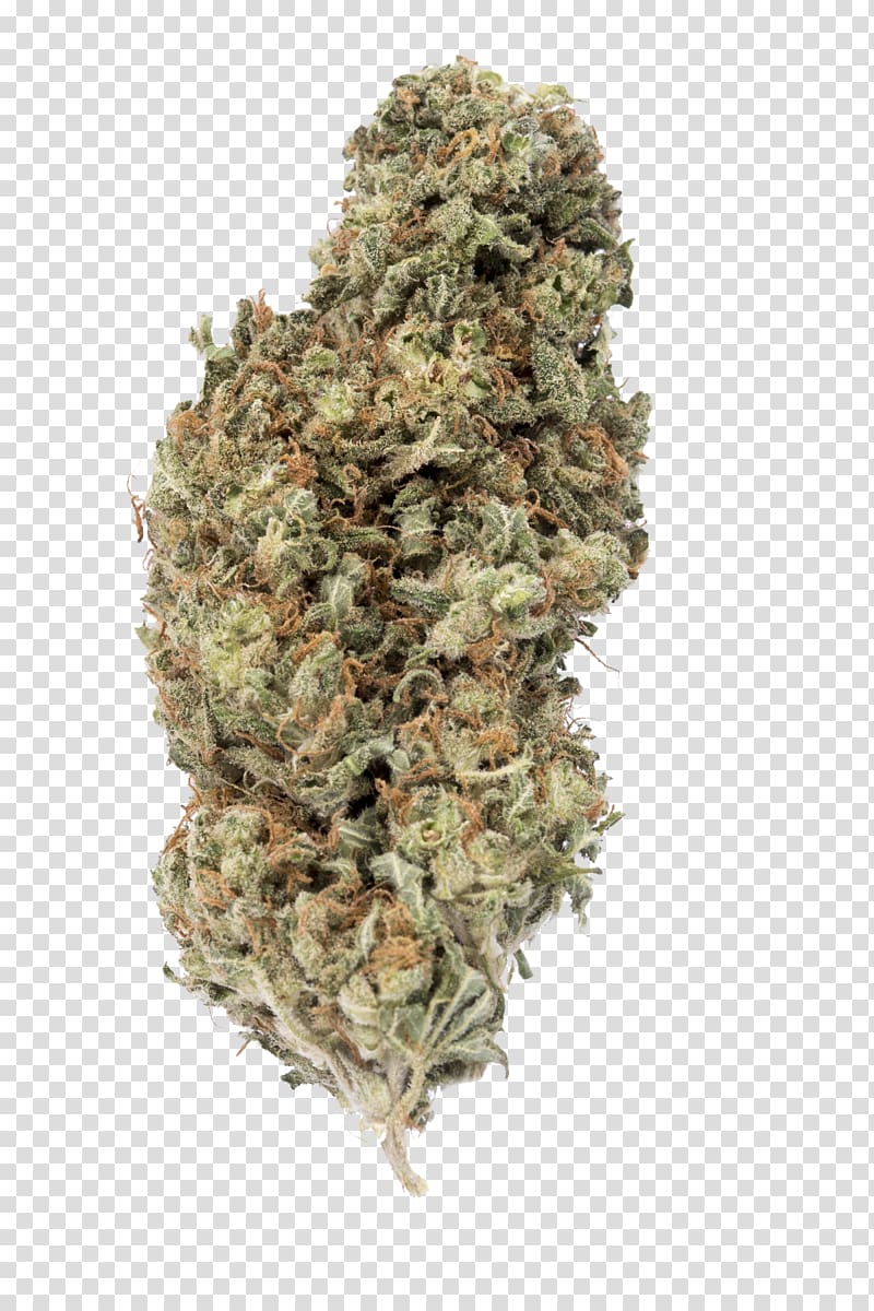 Cannabis sativa ssp. sativa Kush White Widow Seed, cannabis transparent background PNG clipart
