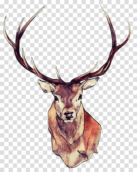 Red deer Drawing Watercolor painting Art, deer transparent background PNG clipart