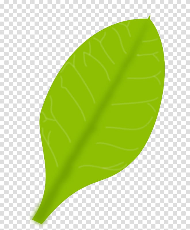 Leaf , green leaf transparent background PNG clipart | HiClipart